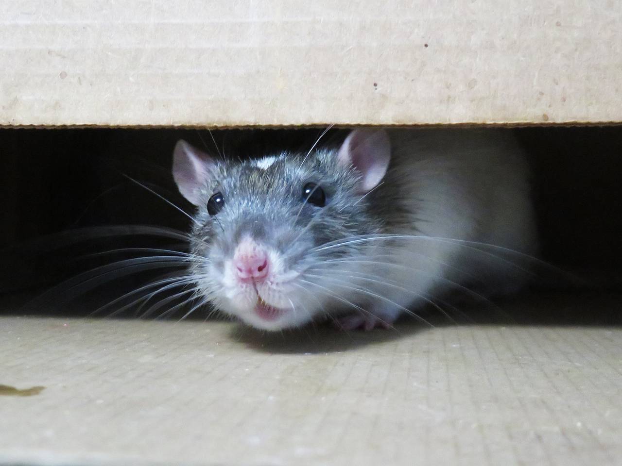 Названы эффективные способы избавиться от крыс в квартире: Дом: Среда  обитания: Lenta.ru
