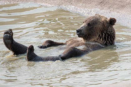 Скромная юная медведица переехала из барнаульского зоопарка в Томскую область