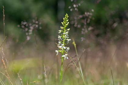В Челябинской области северная орхидея зацвела на две недели раньше срока