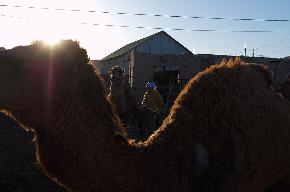 Верблюжья ферма в Нукусе