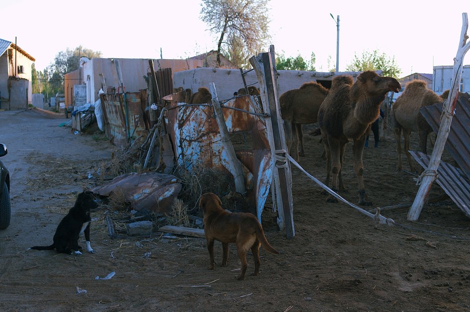 Верблюжья ферма в Нукусе