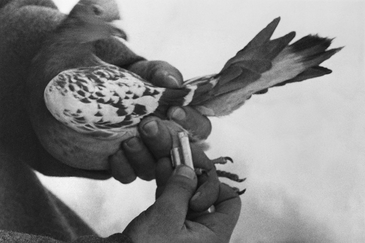Отправка почтового голубя во время Великой Отечественной войны 