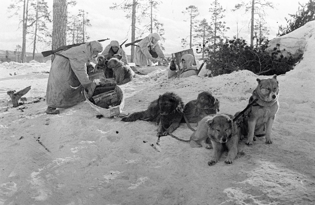 Советские солдаты готовятся отправиться в разведку на собачьих упряжках
