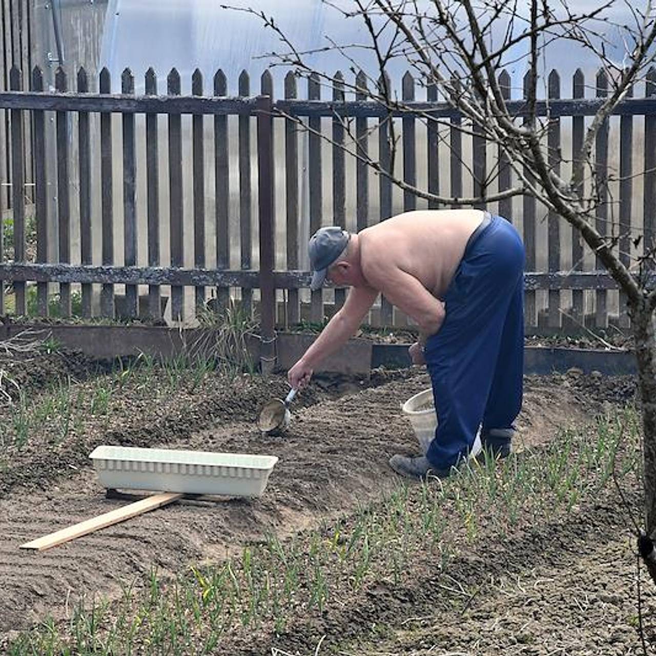 Дачникам посоветовали удобрять почву с помощью молока: Дом: Среда обитания:  Lenta.ru