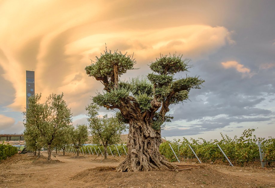 Тысячелетнее оливковое дерево из Израиля стало плодоносить после переезда в Mriya Resort &amp; SPA