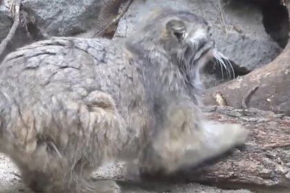 Манул из Новосибирского зоопарка тщательно поточил когти и попал на видео