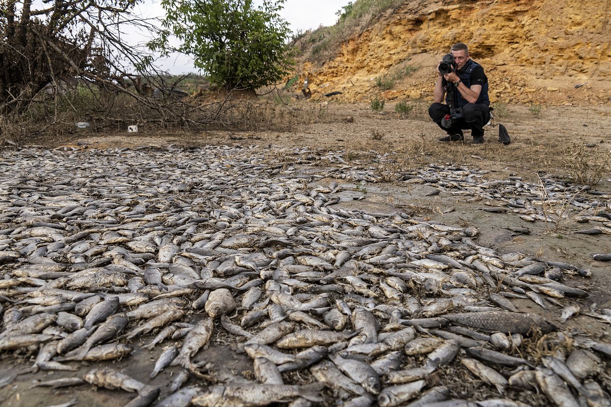 Мертвая рыба в высохшем Каховском водохранилище
