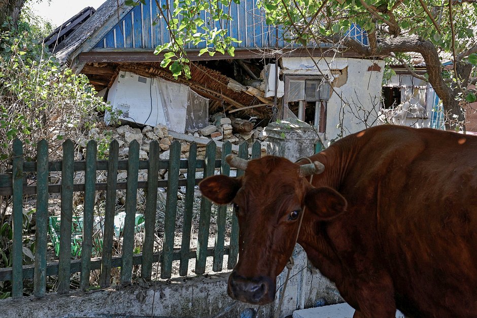 Корова стоит около разрушенного дома в селе Корсунка