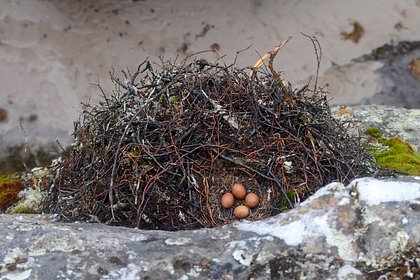 Семь птенцов редких балобанов  из Тульской области передали в алтайский нацпарк