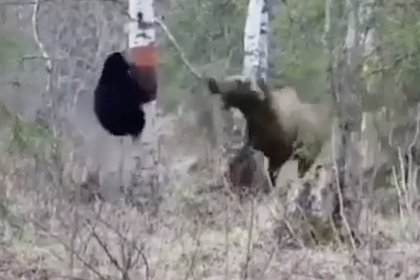 Лосиха защитила детенышей от наглого медведя и попала на видео