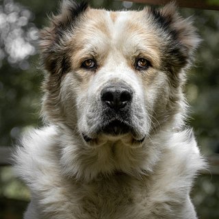 Стоковые фотографии по запросу Алабай