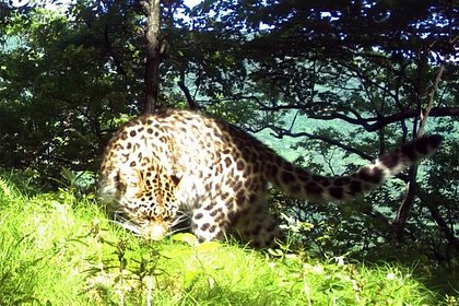 Первая самка леопарда Уссурийского заповедника получила имя