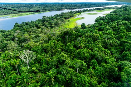 Крупнейшему в мире тропическому лесу предрекли преждевременное исчезновение