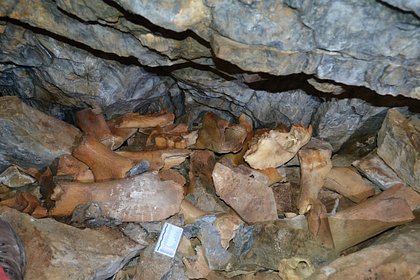 В Хакасии обнаружили крупнейшее логово пещерных гиен