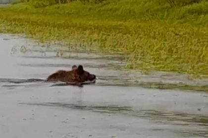 Переплывающего в дождь реку медведя в российском регионе сняли на видео
