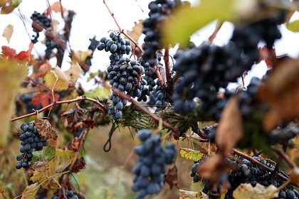 Крупнейший завод шампанского в Дагестане начал по-новому собирать виноград