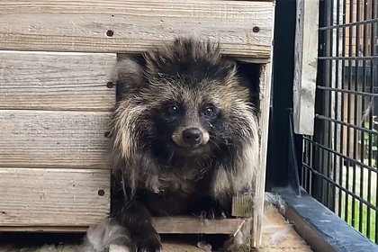 В Челябинском зоопарке засняли на видео енотовидную собаку-интроверта