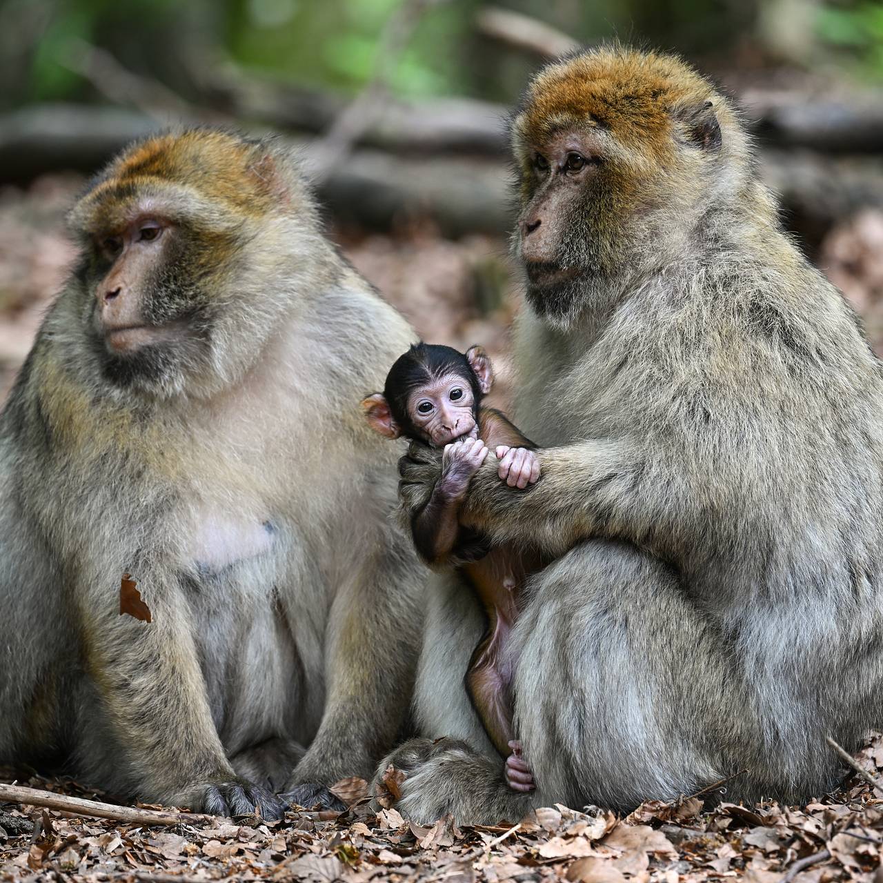 Зоо секс с гориллой и обезьяной