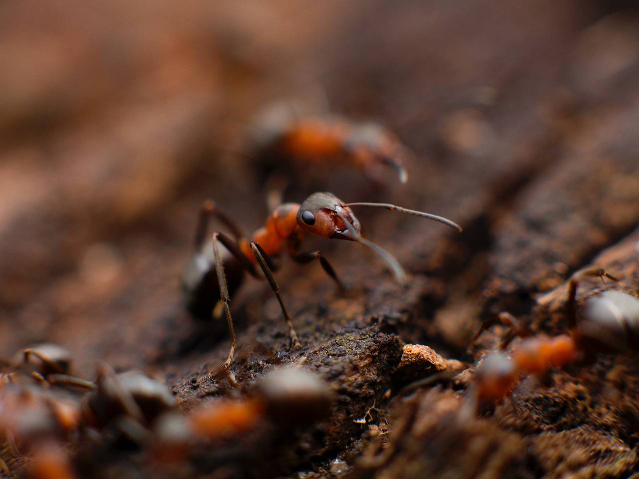 муравьи во влагалище (19 видео)