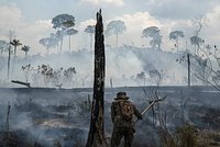 В мире стремительно уничтожают тропические леса. Почему план по их спасению не работает?