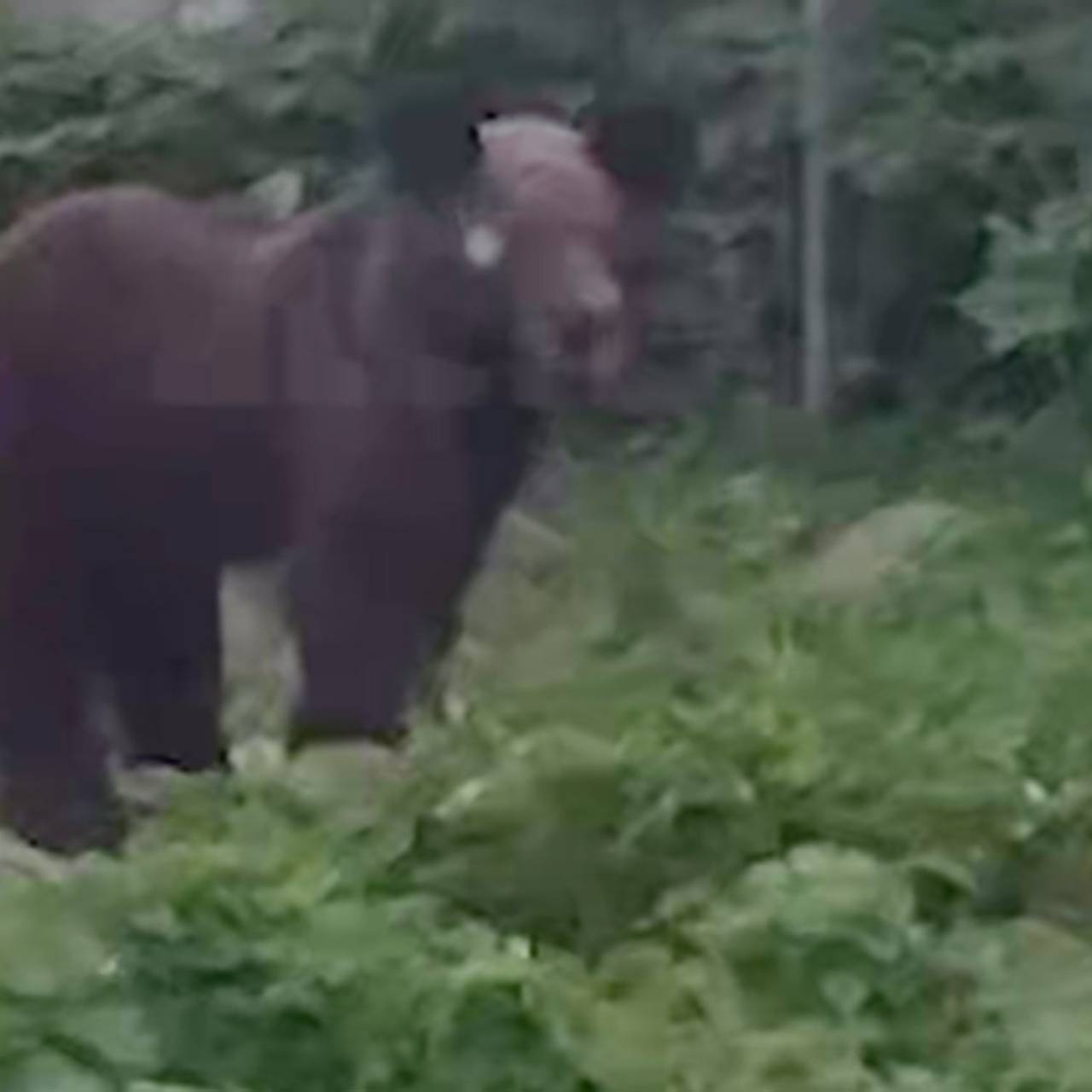 Ворующего ягоды медведя сняли на видео на Сахалине: Звери: Из жизни:  Lenta.ru