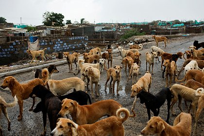 Устойчивый к лекарствам грибок обнаружен у бродячих собак в Индии