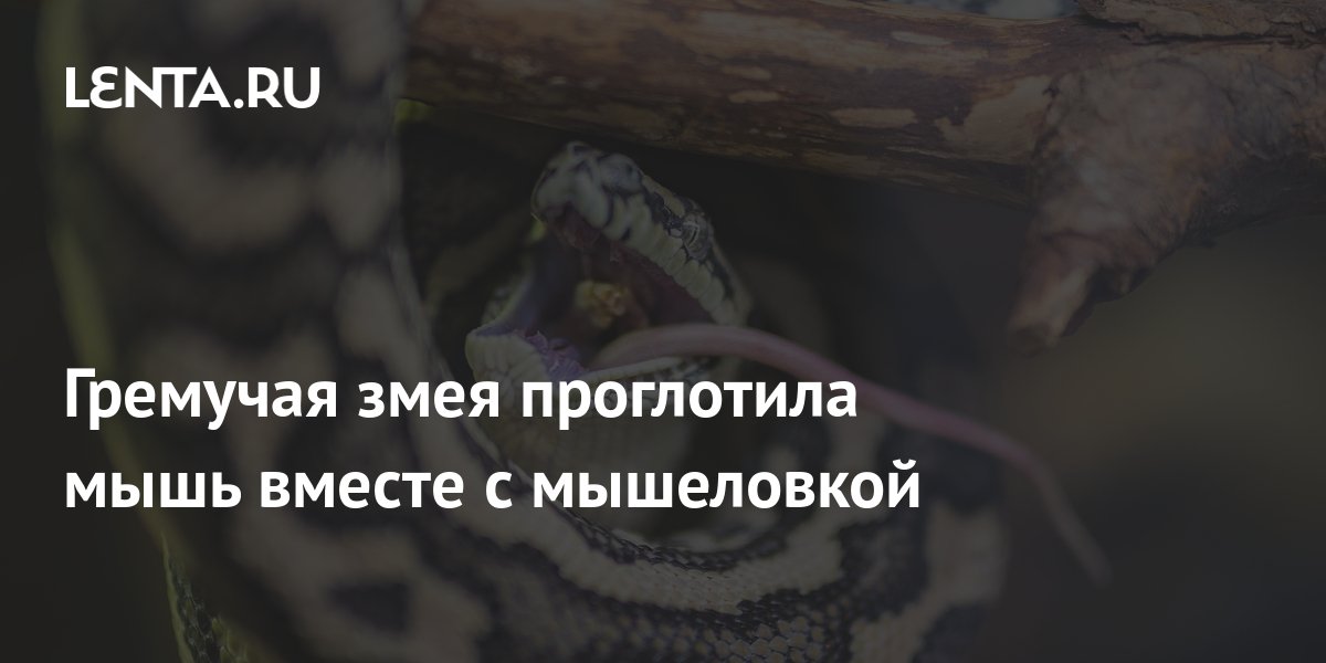 Гремучая змея проглотила мышь вместе с мышеловкой: Звери: Из жизни ...