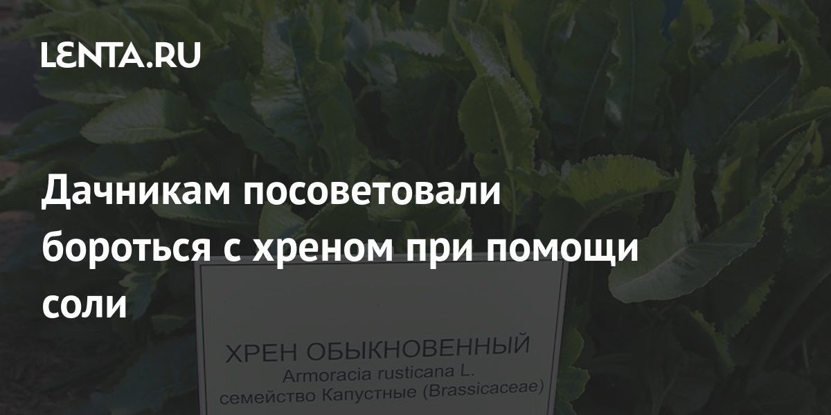 Как избавиться от хрена на участке навсегда. Выведение соли с помощью хрена фото. Хрен на огороде. Хрен на огороде. Хрен в саду.