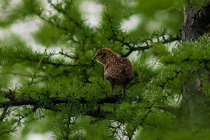 В Хабаровском крае сфотографировали редкую доверчивую птицу с птенцами