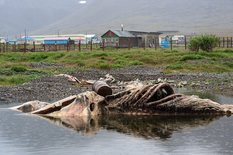 Останки кита лежат около села Новое Чаплино