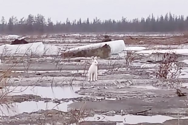 Вводная картинка