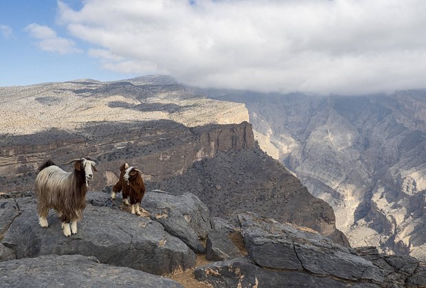 Козы на самой высокой точке Омана — Джебель Шамс (Гора Солнца)