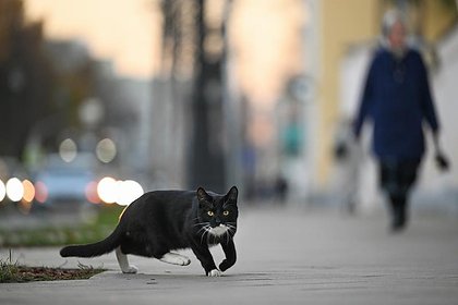 Путин запретил самовыгул домашних собак и котов