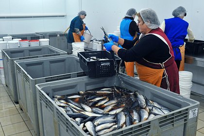 Производители рыбы заявили о готовности заместить импортную продукцию
