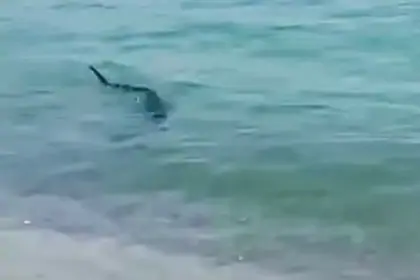 Акула заставила туристов с криками бежать с популярного пляжа и попала на видео