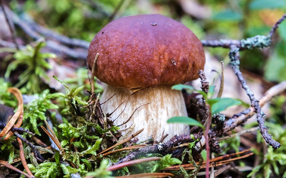 Весенние грибы — рассказываем, где и что собирать
