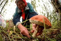 Список съедобных грибов, которые растут в России. Фото, названия и описание популярных съедобных грибов