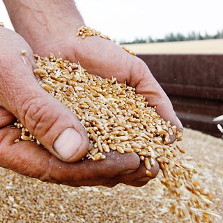 В Европе раскрыли проблемы с вывозом украинского зерна без зерновой сделки