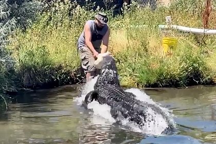Сотрудник аллигаторовой фермы упал в озеро во время кормления хищников