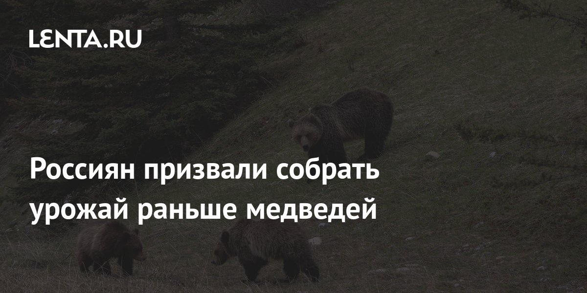 Россиян призвали собрать урожай раньше медведей: Край: Среда обитания ...