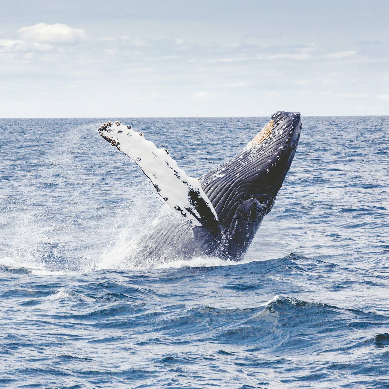 Синий кит – самое большое животное на планете