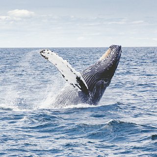Идентифицирован самый тяжелый кит в истории Земли