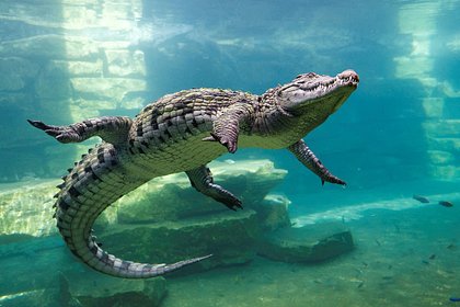 Крокодил съел 29-летнего футболиста