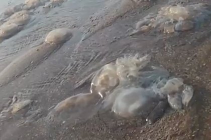 Заполонившие пляж российского курорта огромные ядовитые существа попали на видео