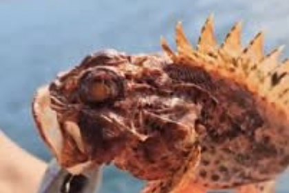 Пойманное в Анапе опасное морское существо попало на видео