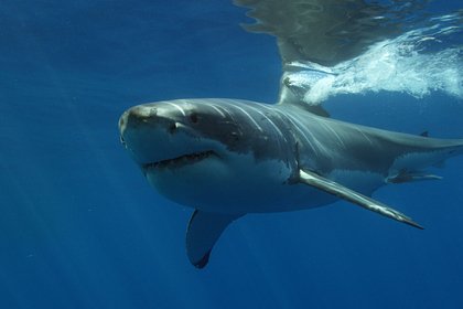 Любознательная акула укусила женщину на дне рождения подруги