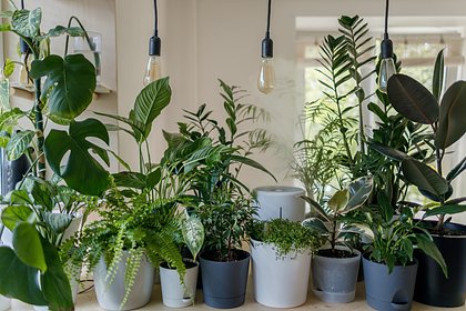 Названо неожиданное полезное свойство комнатных растений в офисах