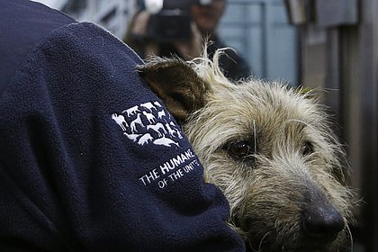 В Нью-Дели приостановили отлов бездомных собак перед саммитом G20