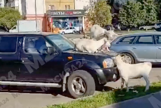 Вводная картинка