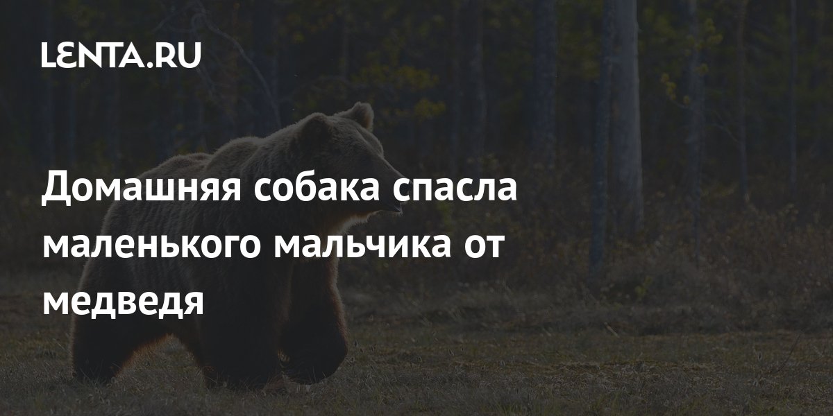 Домашняя собака спасла маленького мальчика от медведя: Звери: Из жизни ...